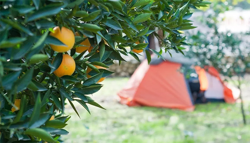 Reyyan Travel Camping