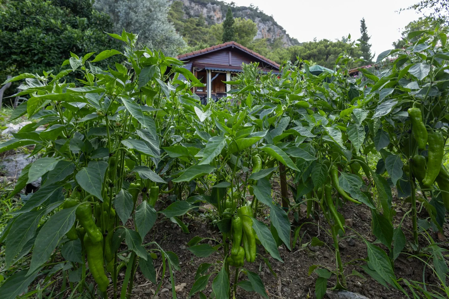 Ferienhaus Dilek